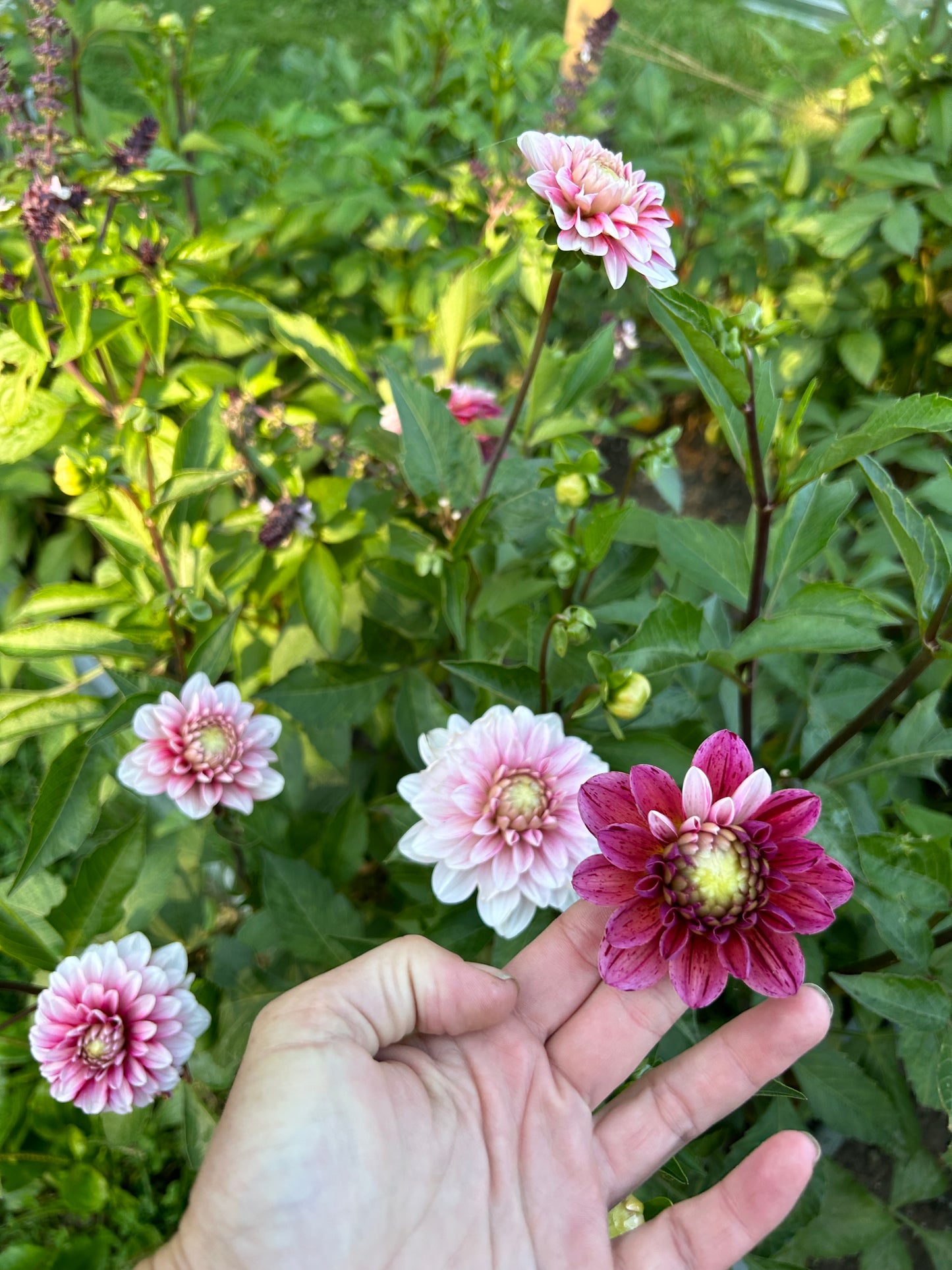 Strawberry Cream Dahlia Tuber