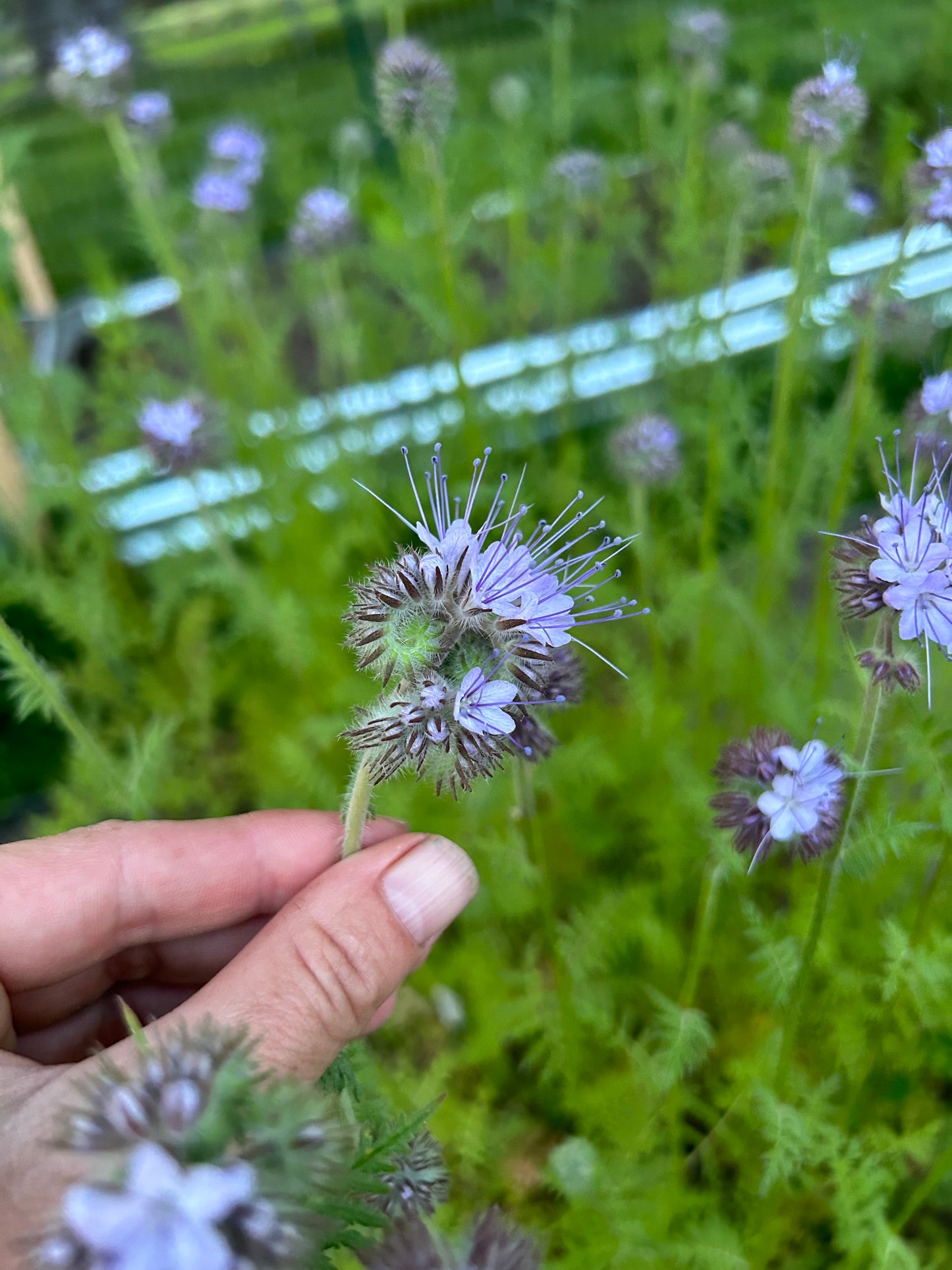 Phacelia “Bee’s Friend”