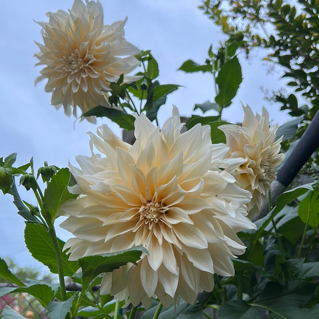 Cafe Au Lait Dahlia Tuber