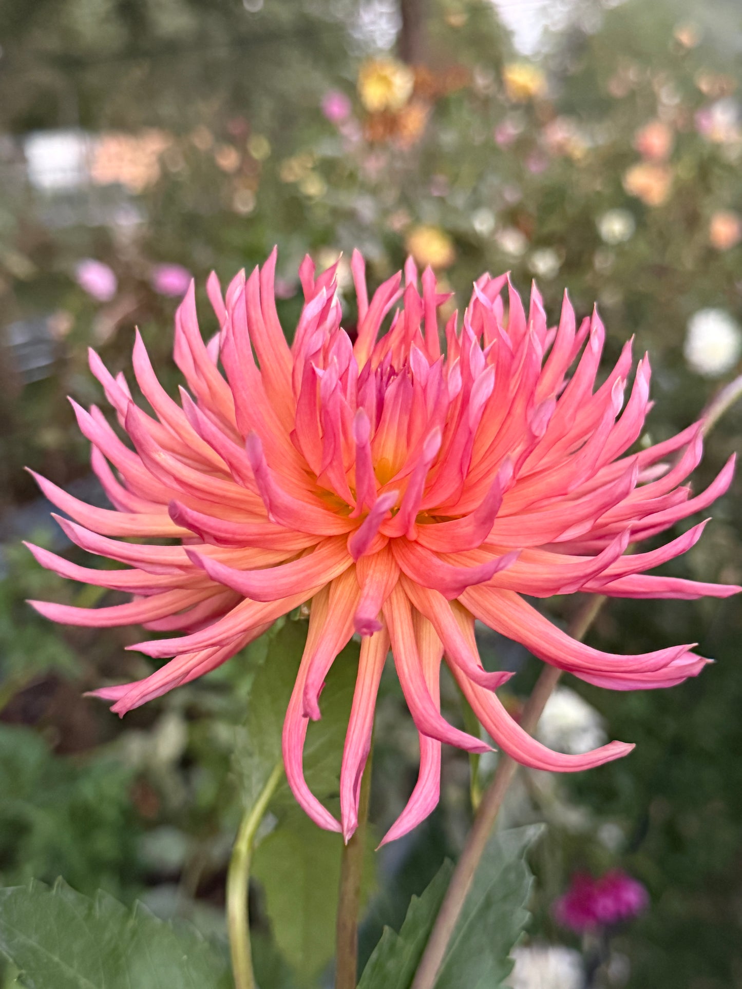 Bloomquist Radiant