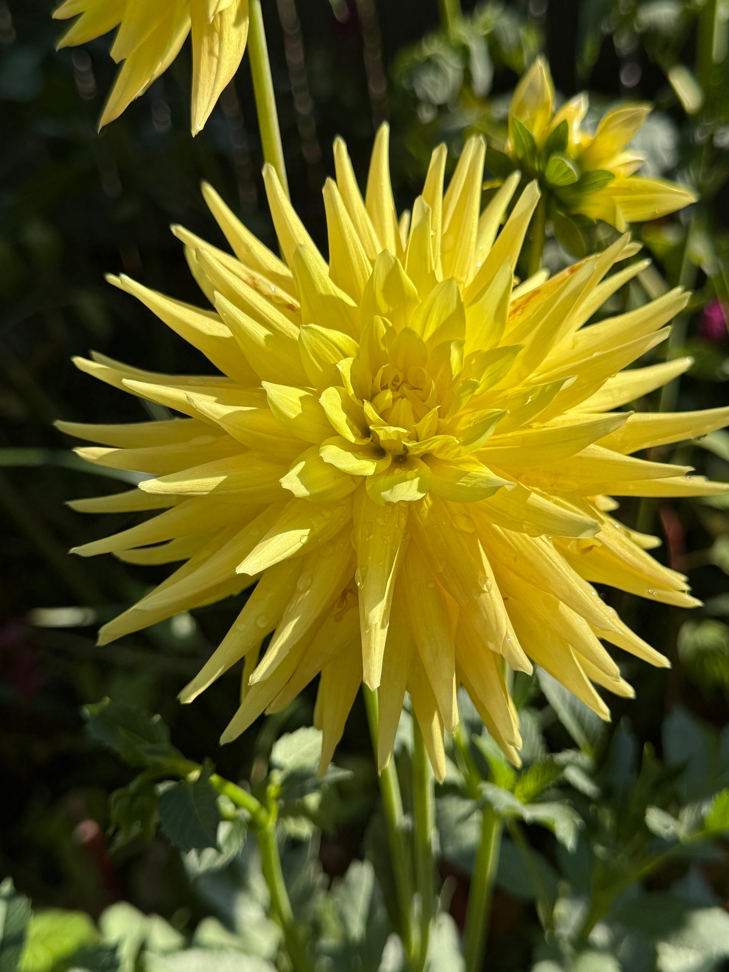 Franseca Evangelista