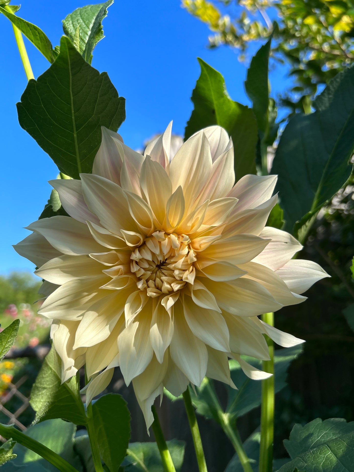 Cafe Au Lait Dahlia Tuber