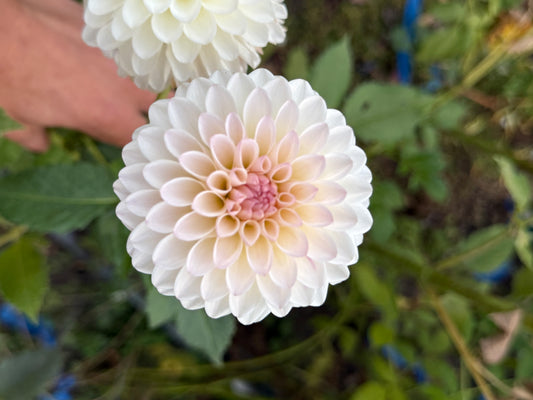 Tahoma Stellar Feller