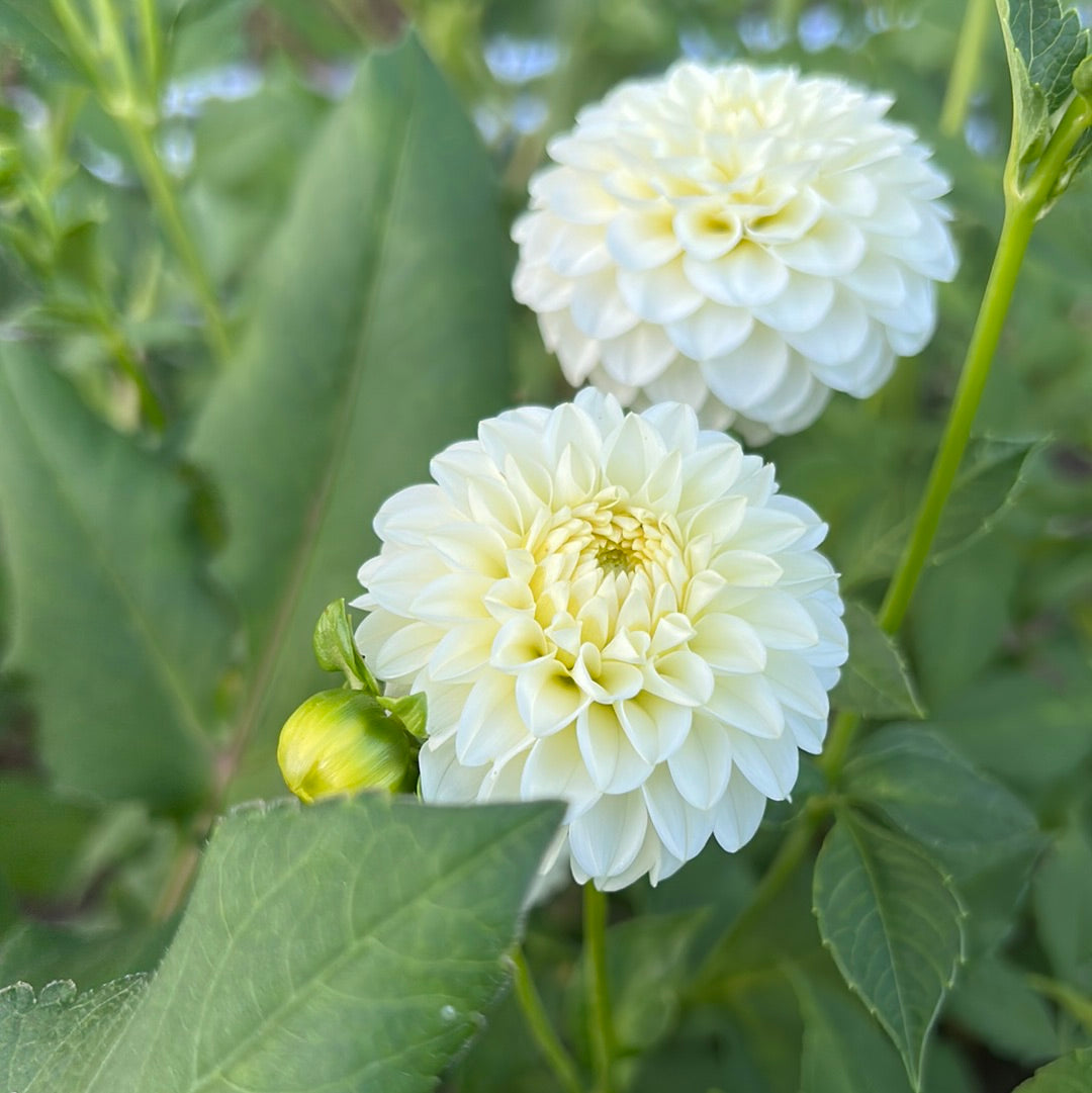 White Aster