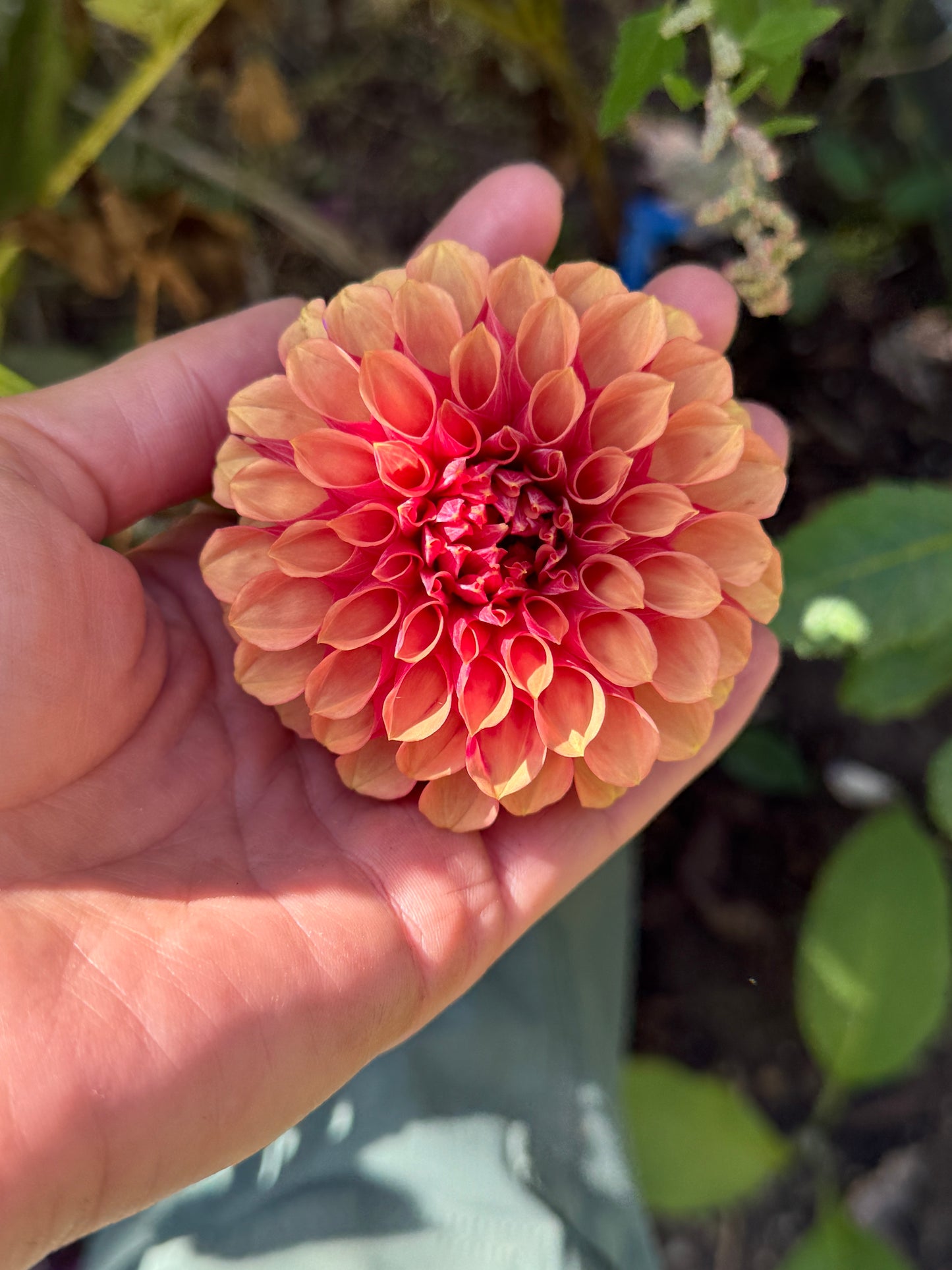 Burfoot Desert Rose