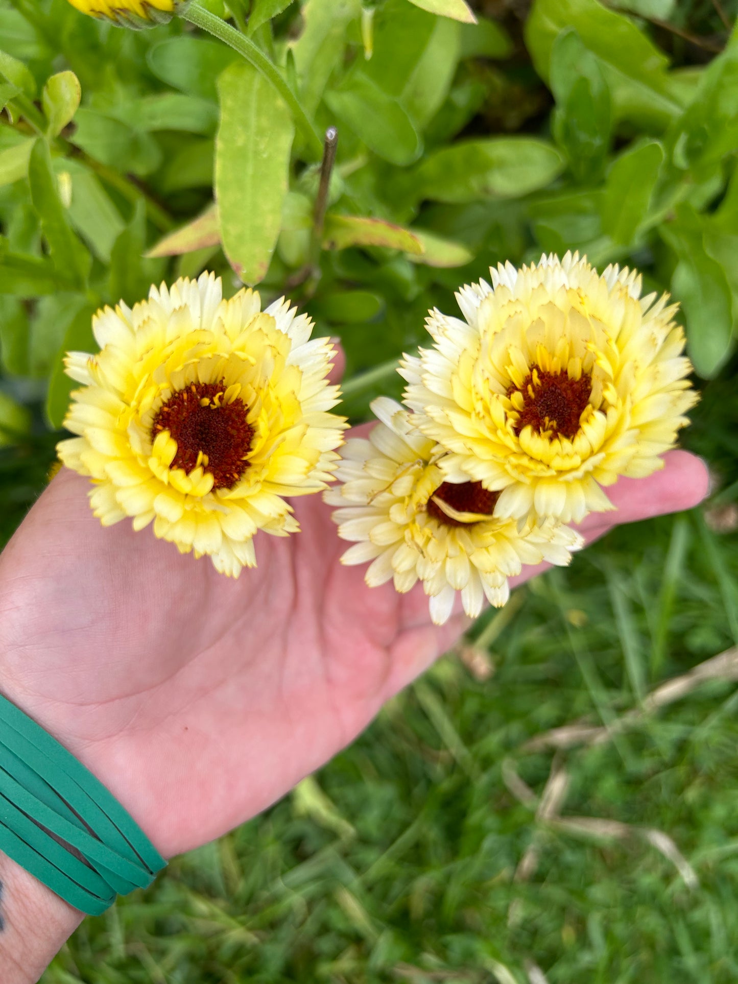 Ivory & Orange Calendula Mix