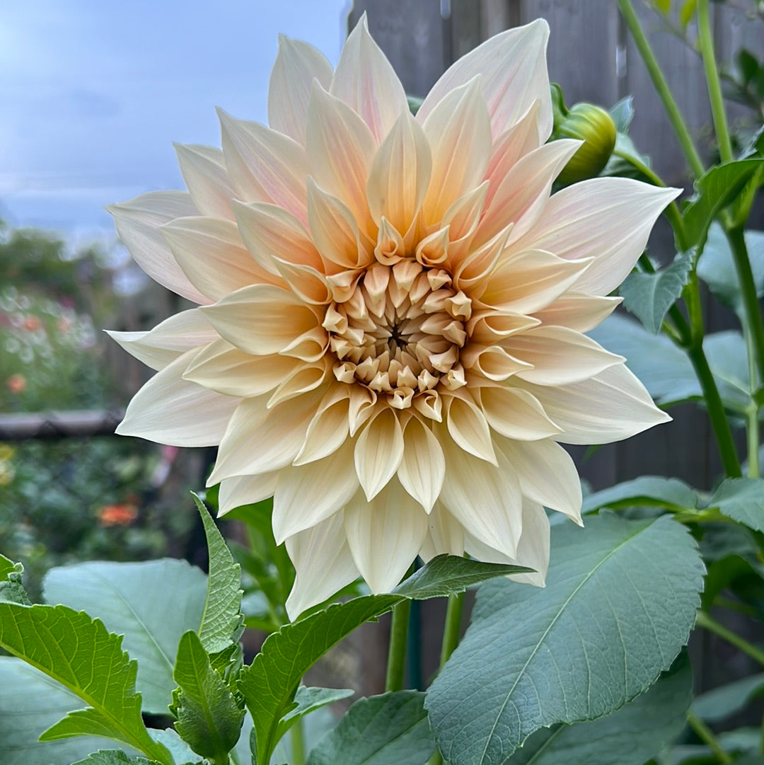 Cafe Au Lait Dahlia Tuber