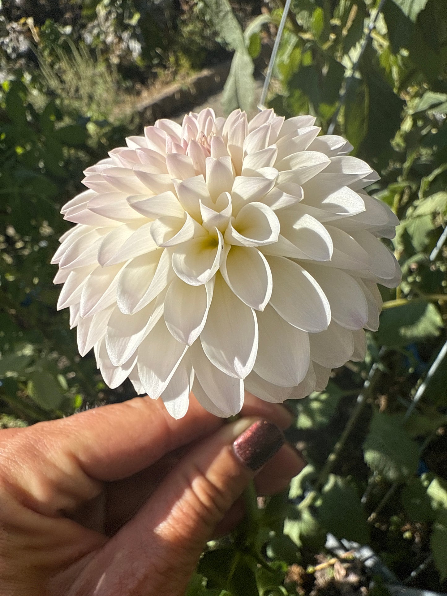 Tahoma Stellar Feller