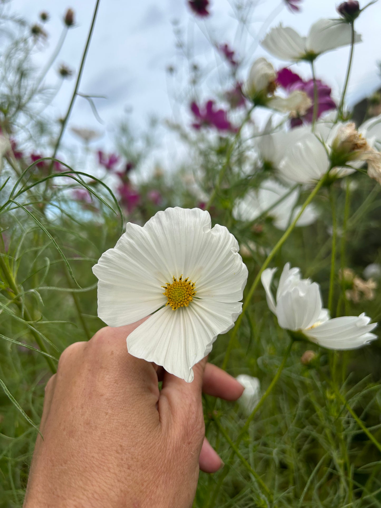 Hayden House Cosmos