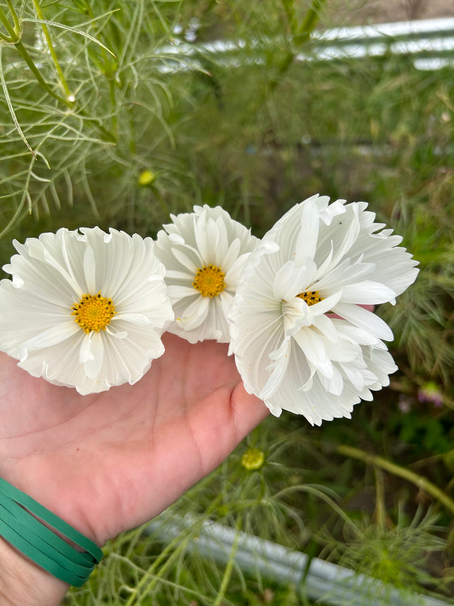 Hayden House Cosmos