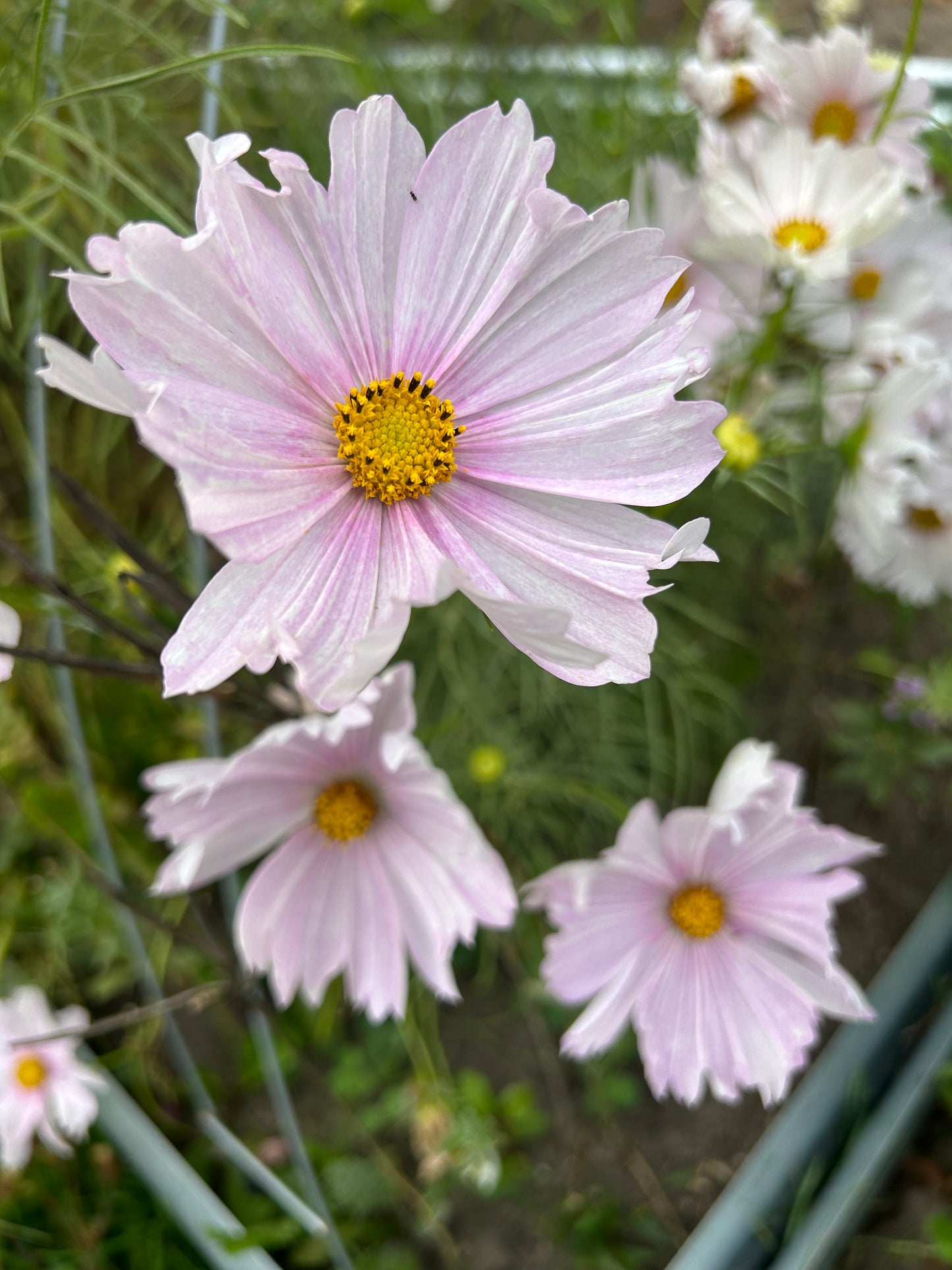 Hayden House Cosmos