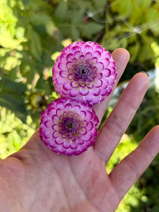 Hapet Wildberry